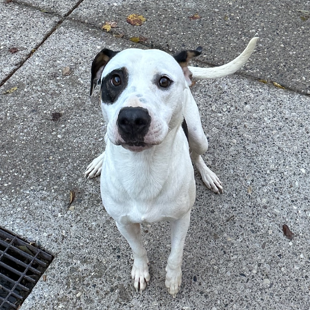 Maxx — thumbnail 4