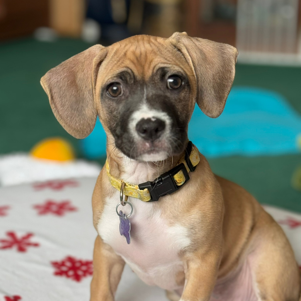 Rayven — thumbnail 5