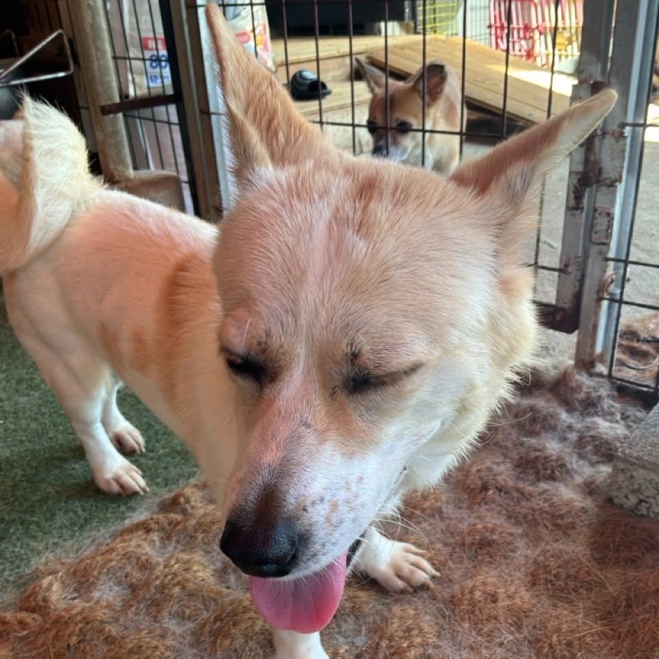 Korean Jindo