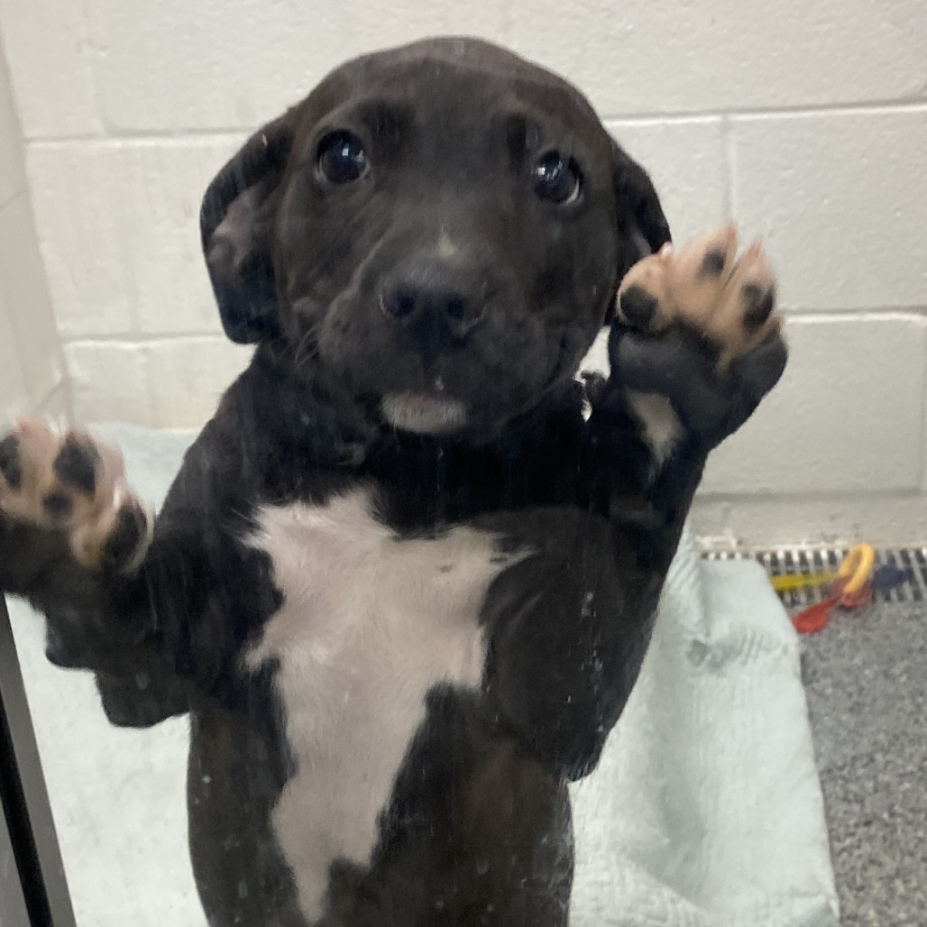 Major — thumbnail 2