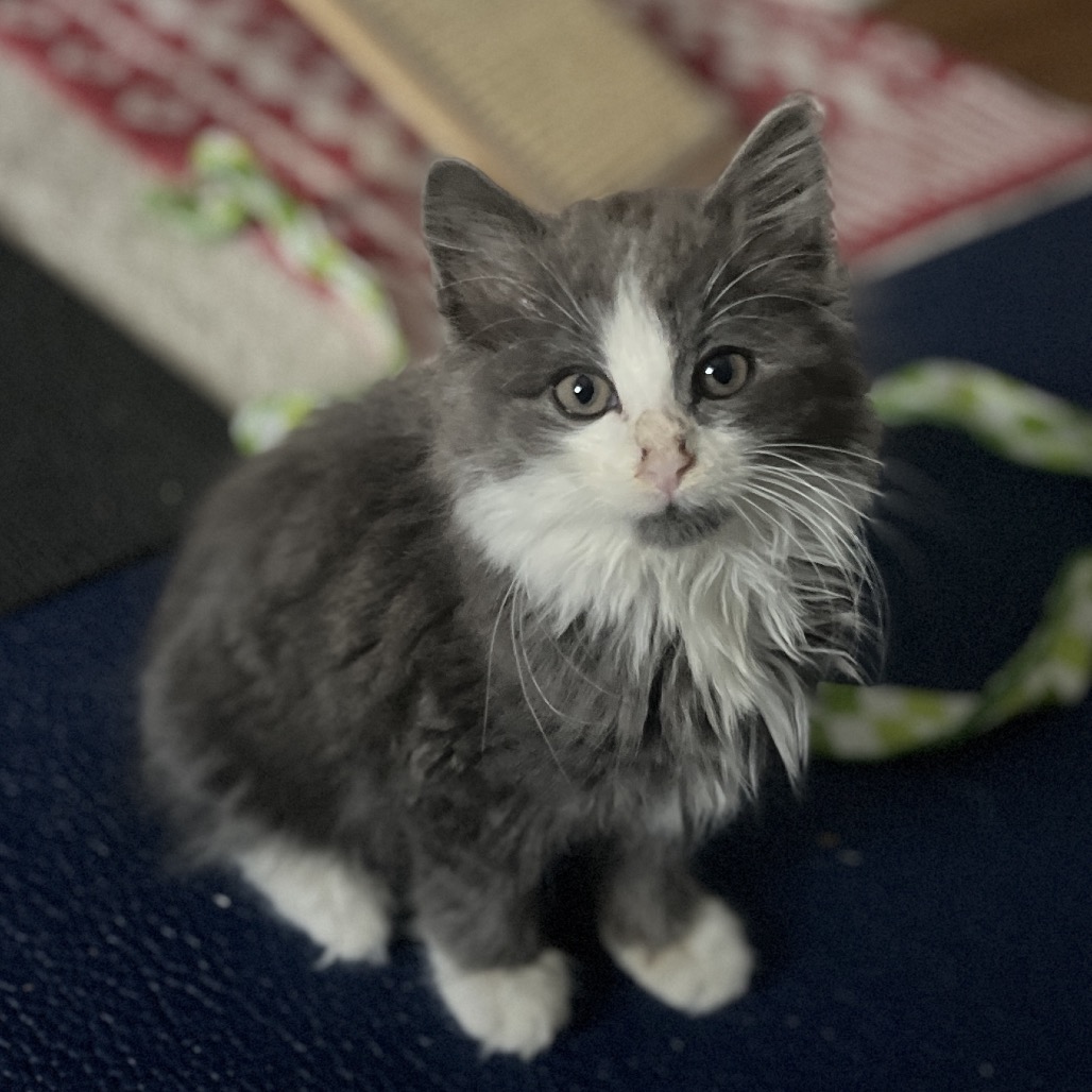 Pierre