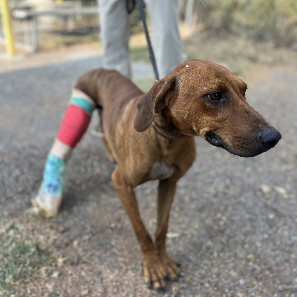 WALLY - Shepherd / Mixed Breed (Large) available for adoption