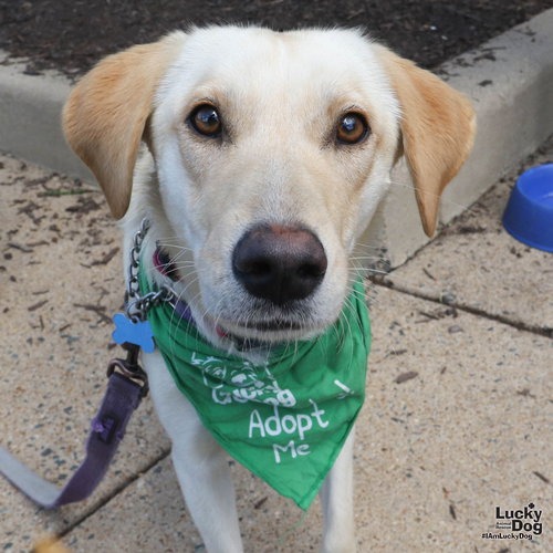 AVALANCHE - Carolina Dog / Retriever, Labrador available for adoption