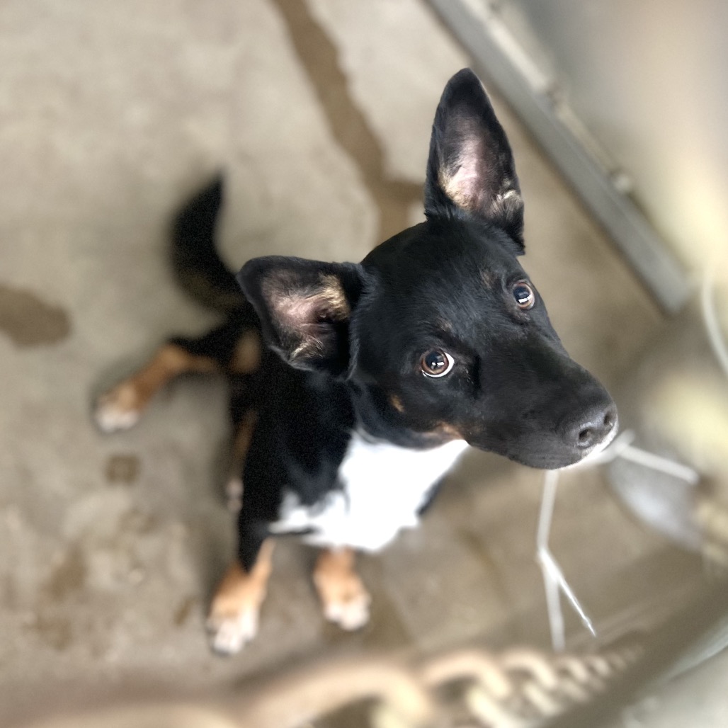LORENZO - Terrier / Mix available for adoption