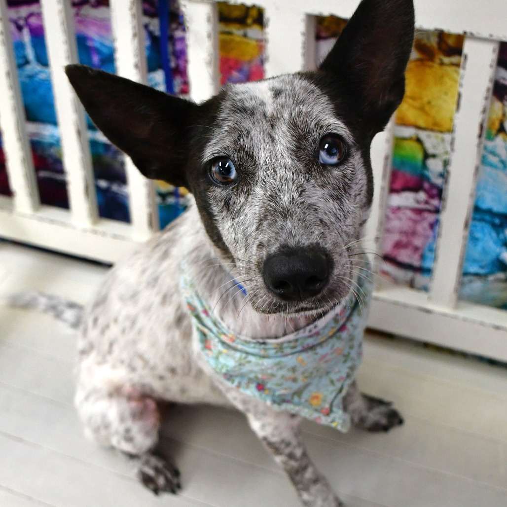MARNIE - Cattle Dog / Australian (Blue Heeler) available for adoption