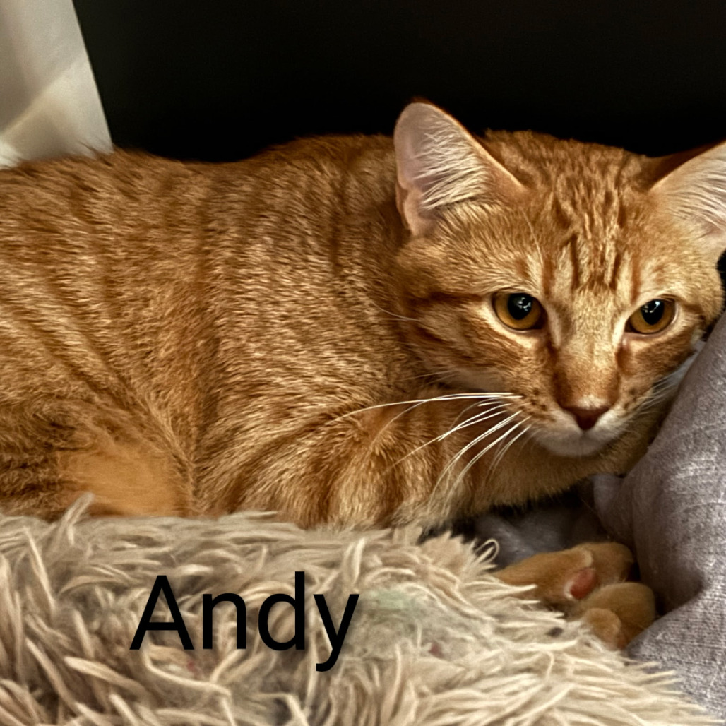 Andy @Paws and Purrs, an adoptable cat