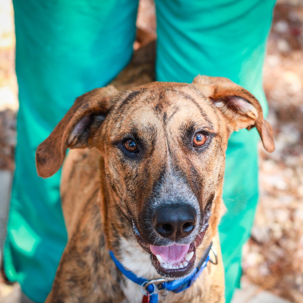 SCOOBY - Great Dane / Mix available for adoption