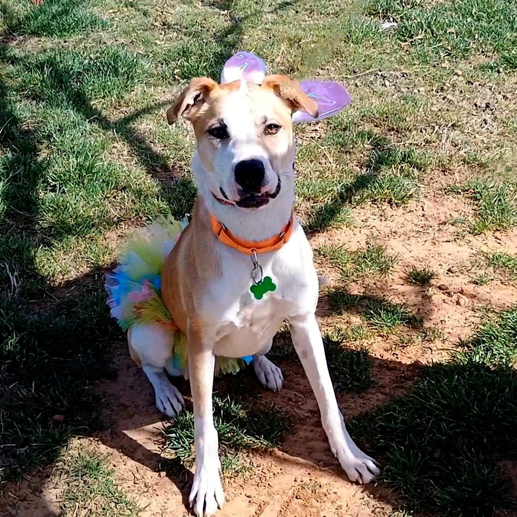 Photo of Daisy