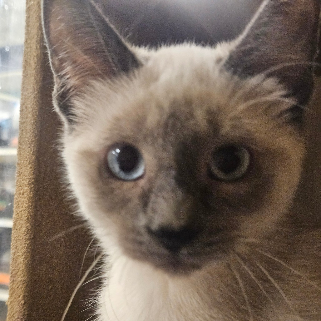 CATIUS - Domestic Shorthair available for adoption