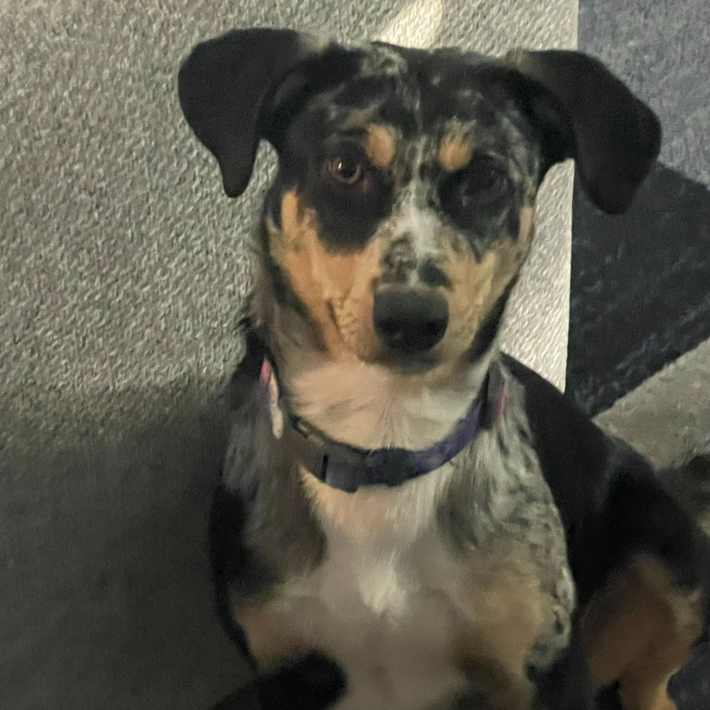 Maxi — thumbnail 4