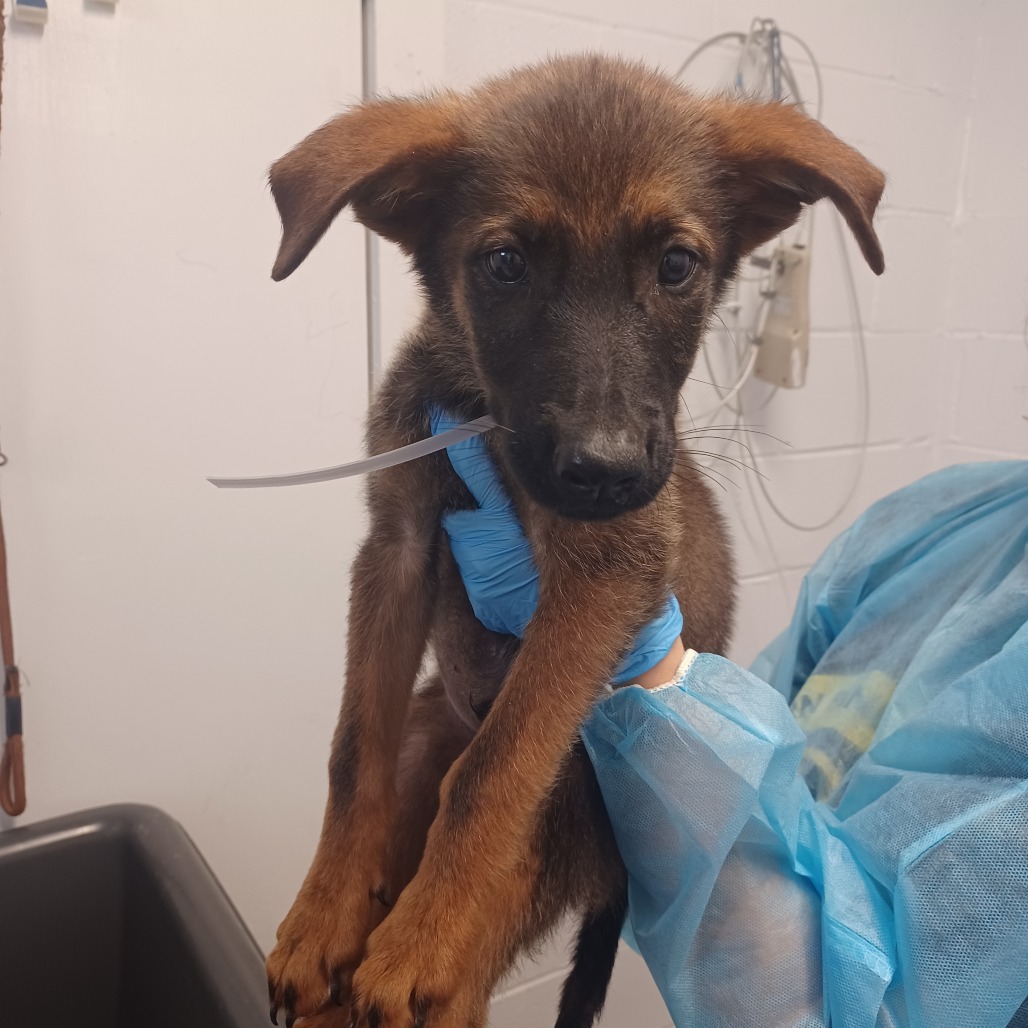 ORION CONSTELLATION - Shepherd, German / Malinois, Belgian available for adoption