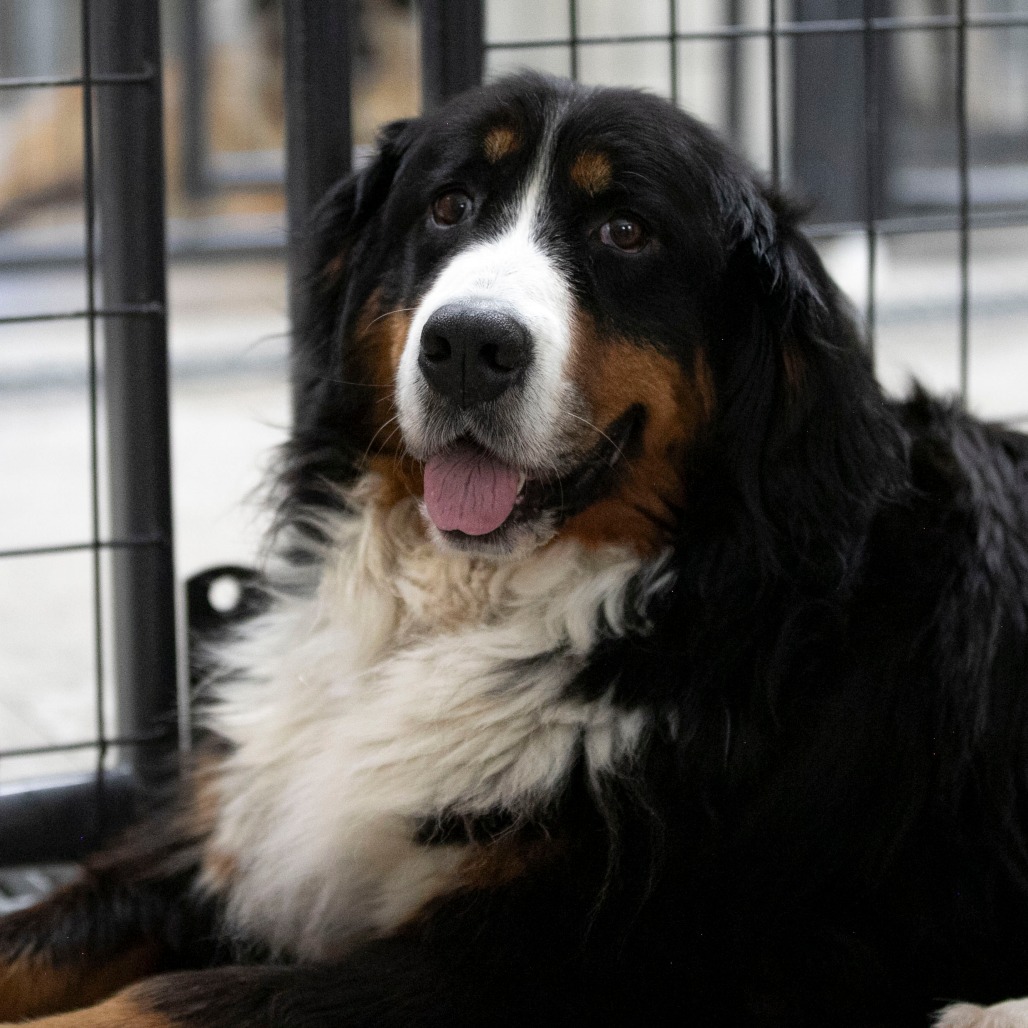 Siri (JY26-24), photo 6
