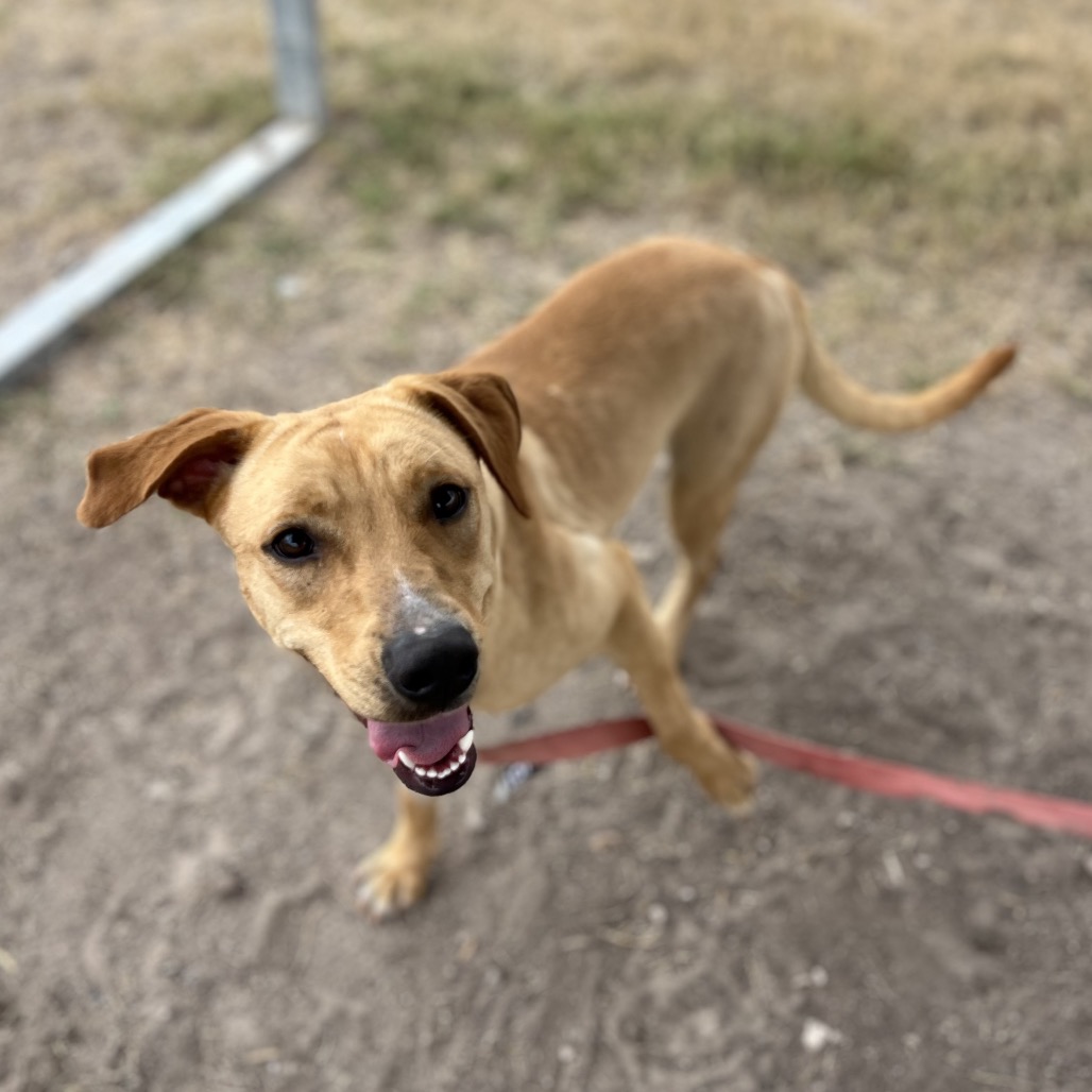 Reina, available for adoption at PVAS