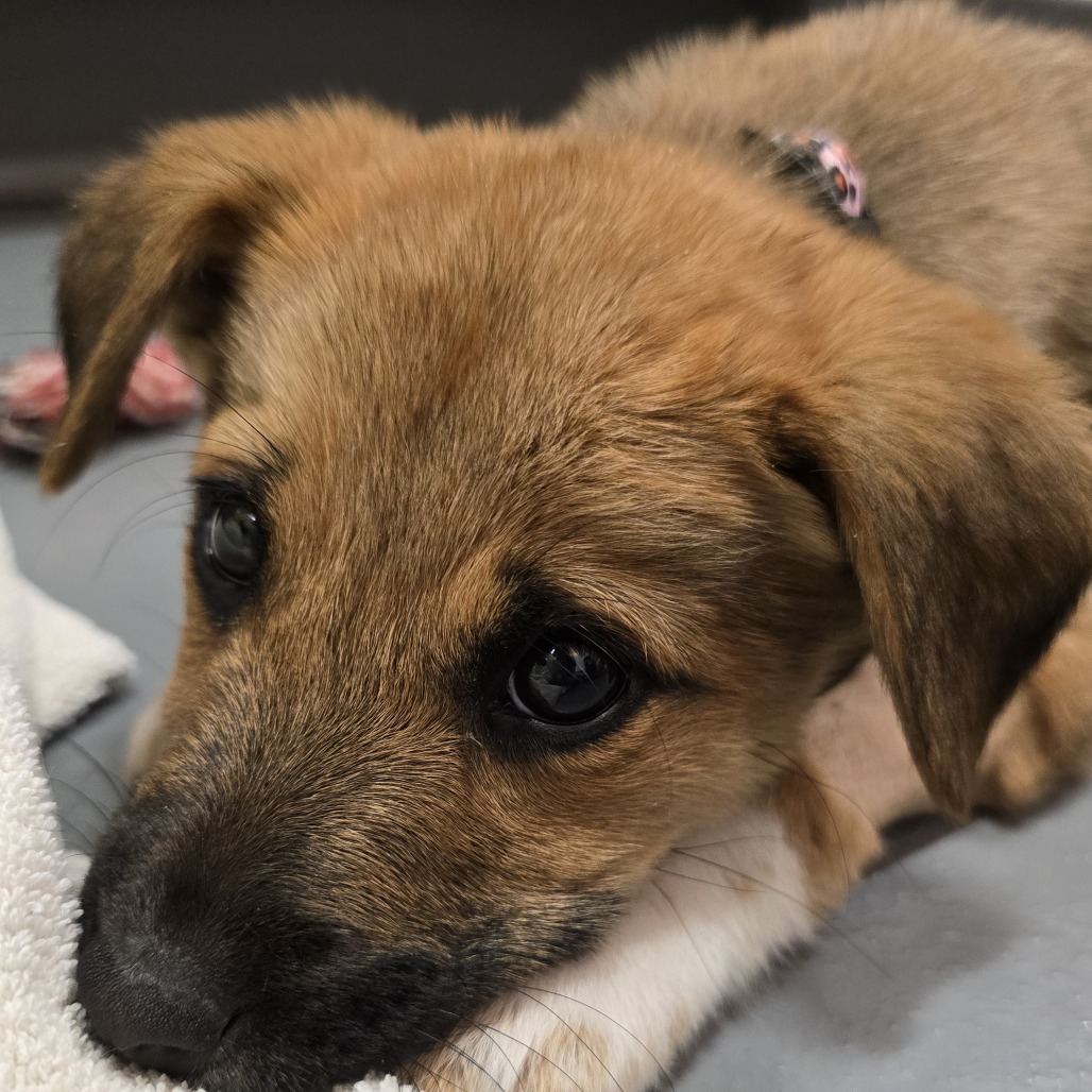 Silver Medal — thumbnail 8