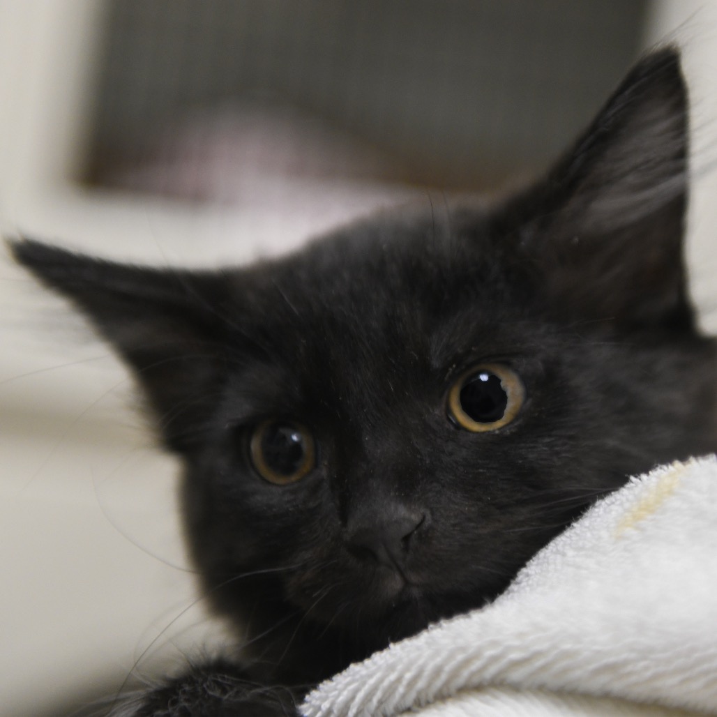 Freddy - Domestic Shorthair