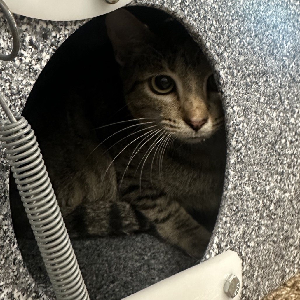 MAMA SHY - Domestic Shorthair / Exotic Shorthair available for adoption
