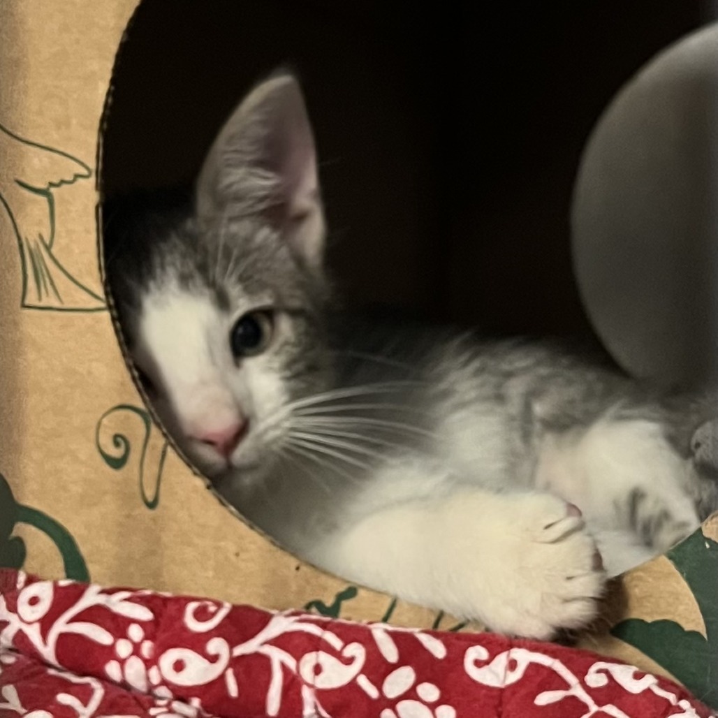 CICADA 2 - Domestic Shorthair available for adoption