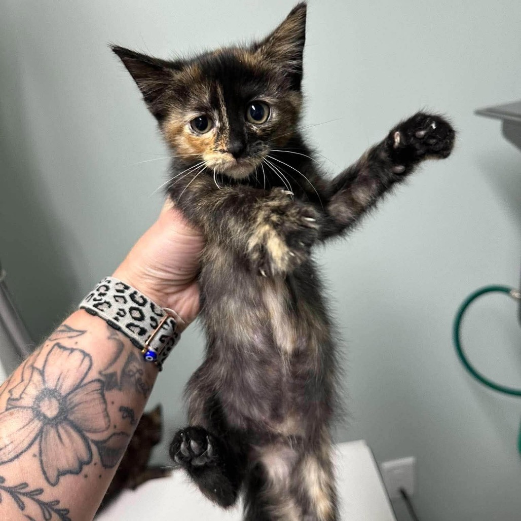 PRINCESS SOFIA - Domestic Shorthair available for adoption