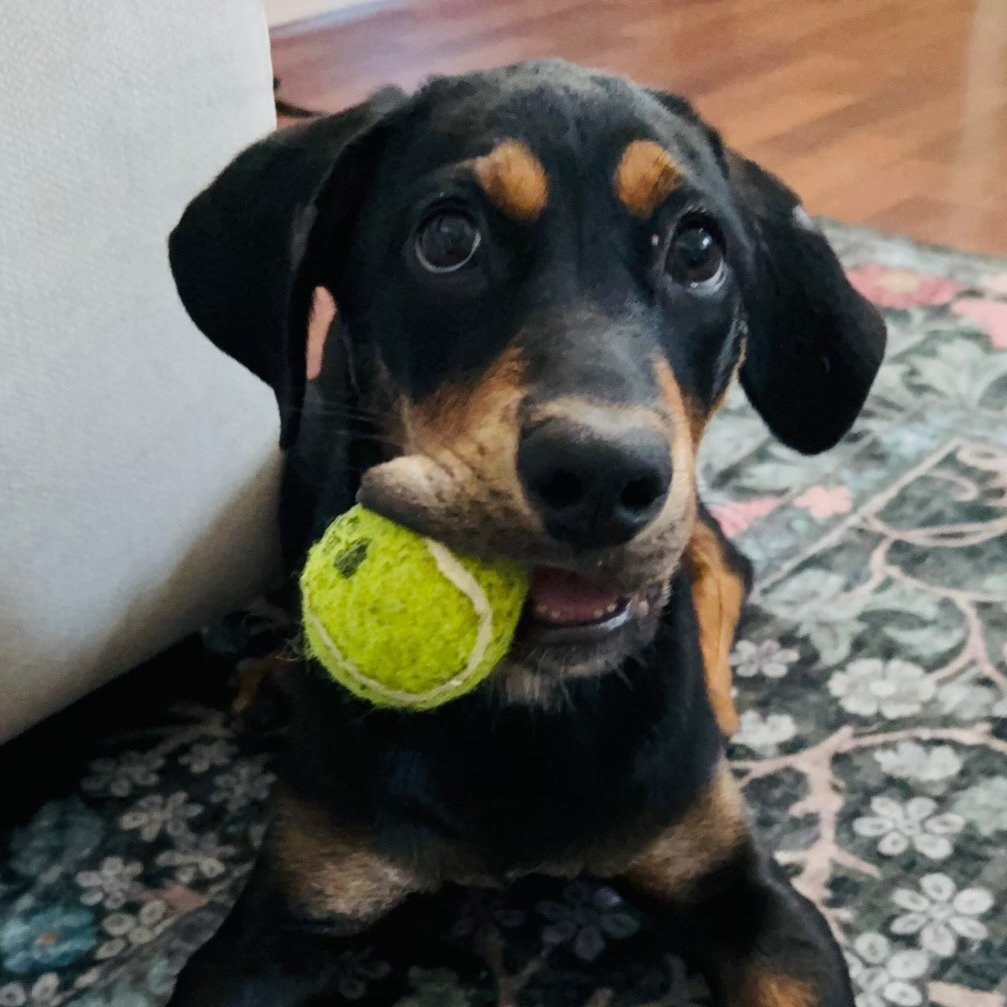 ROWDY - Retriever, Labrador / Rottweiler available for adoption