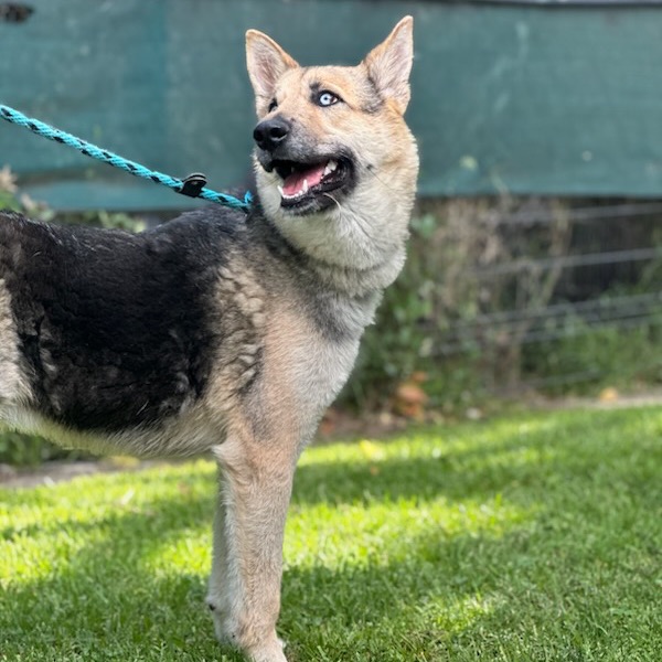 Koda the 