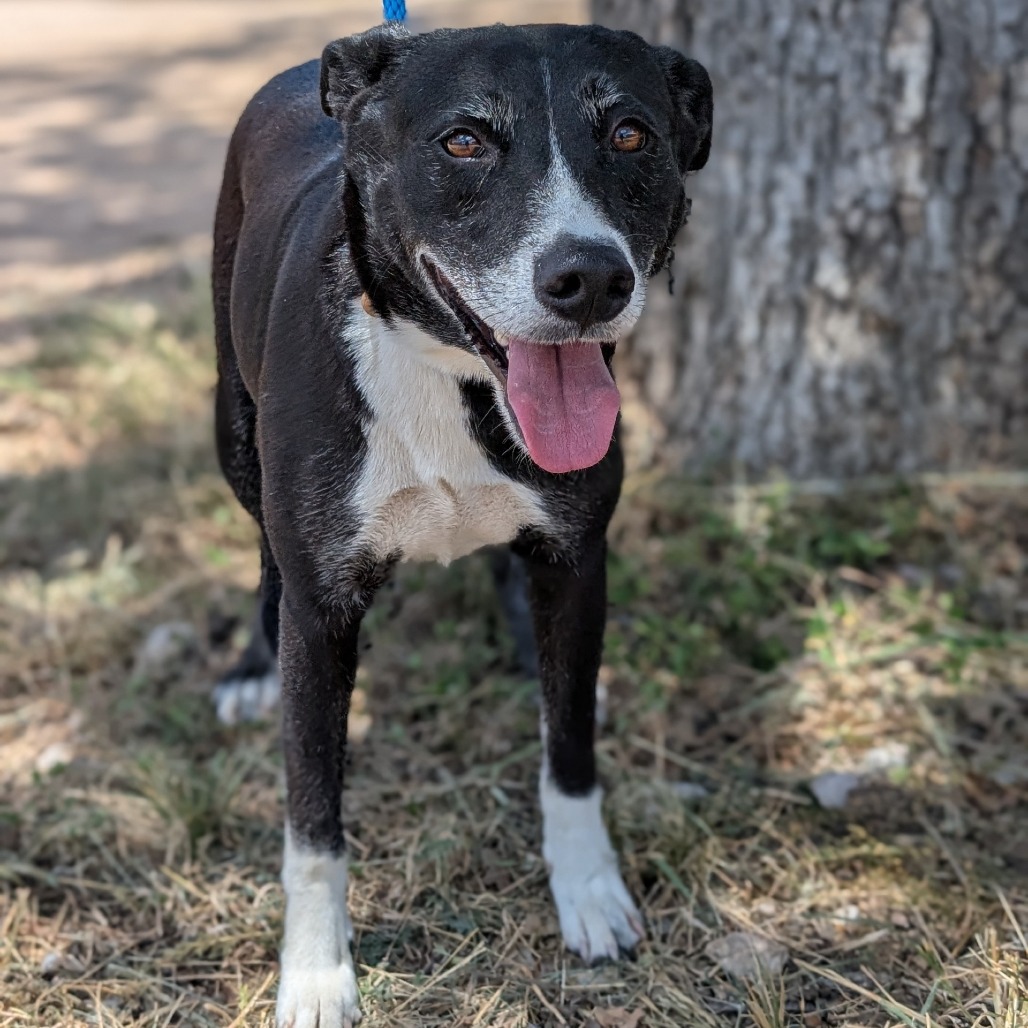 TOOTLES - Collie, Border / Mixed Breed (Medium) available for adoption