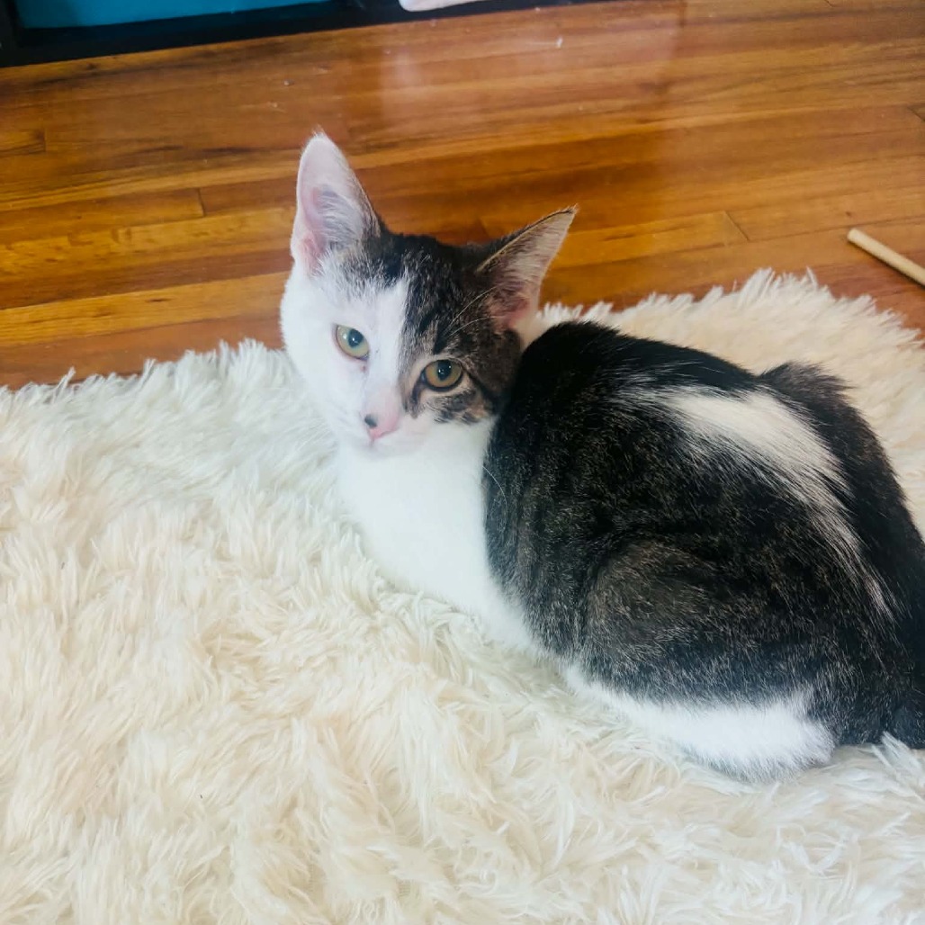 Peanut, available for adoption
