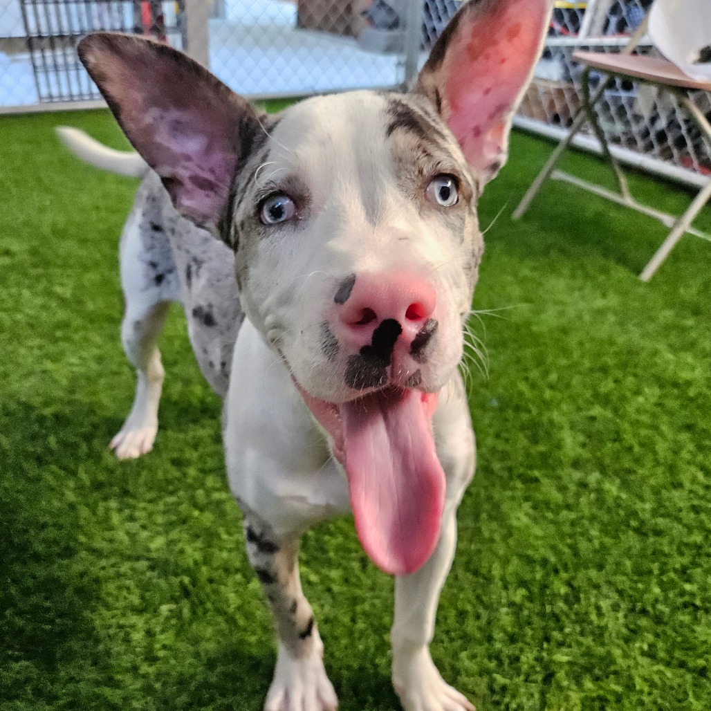 DIPPIN DOT - Mixed Breed (Medium) available for adoption