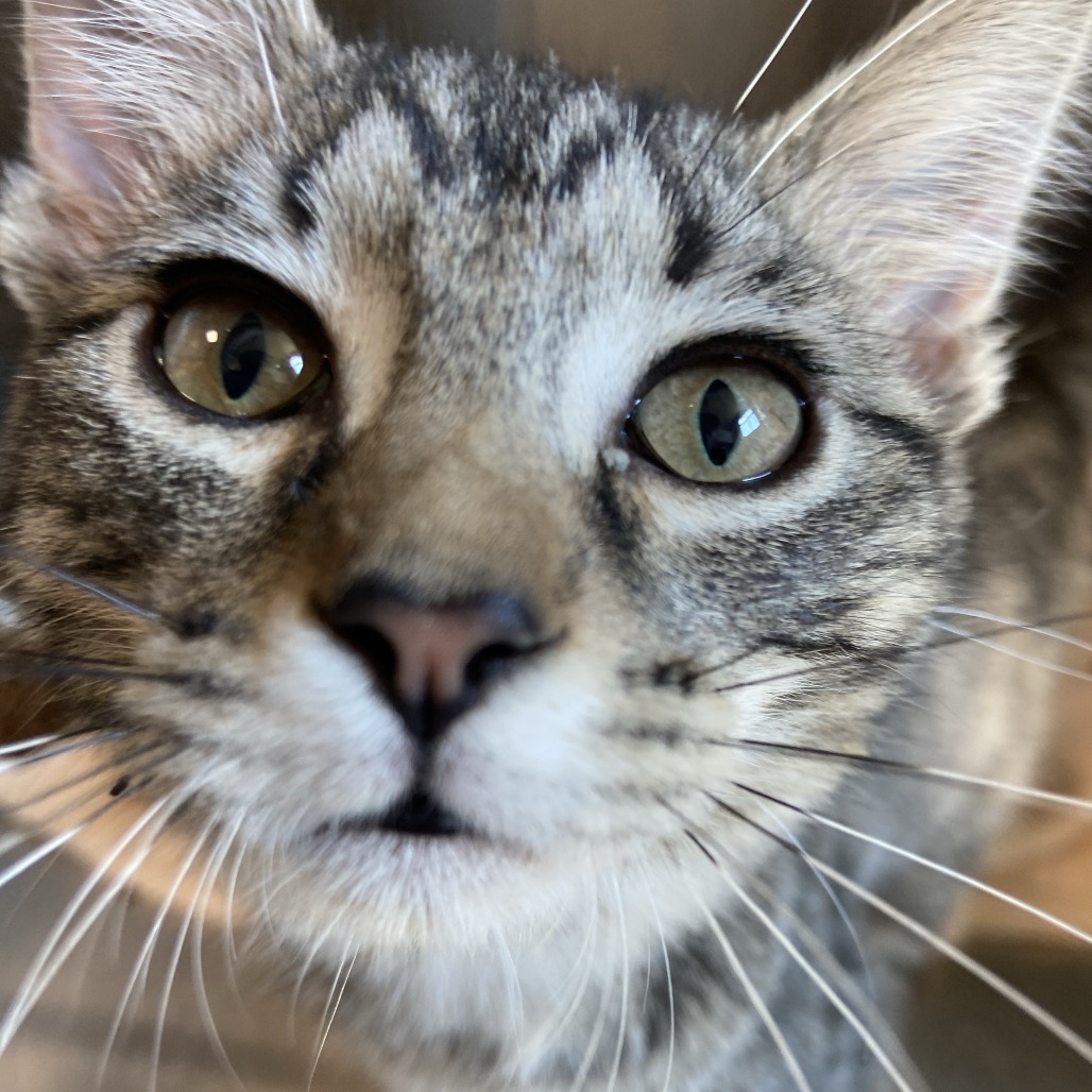 AVEDA - Domestic Shorthair available for adoption