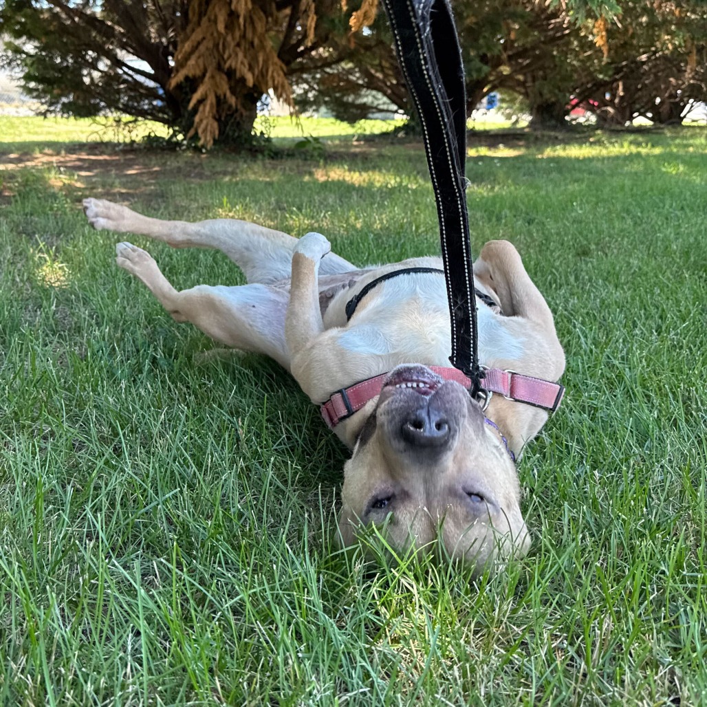 Lulu, additional photo