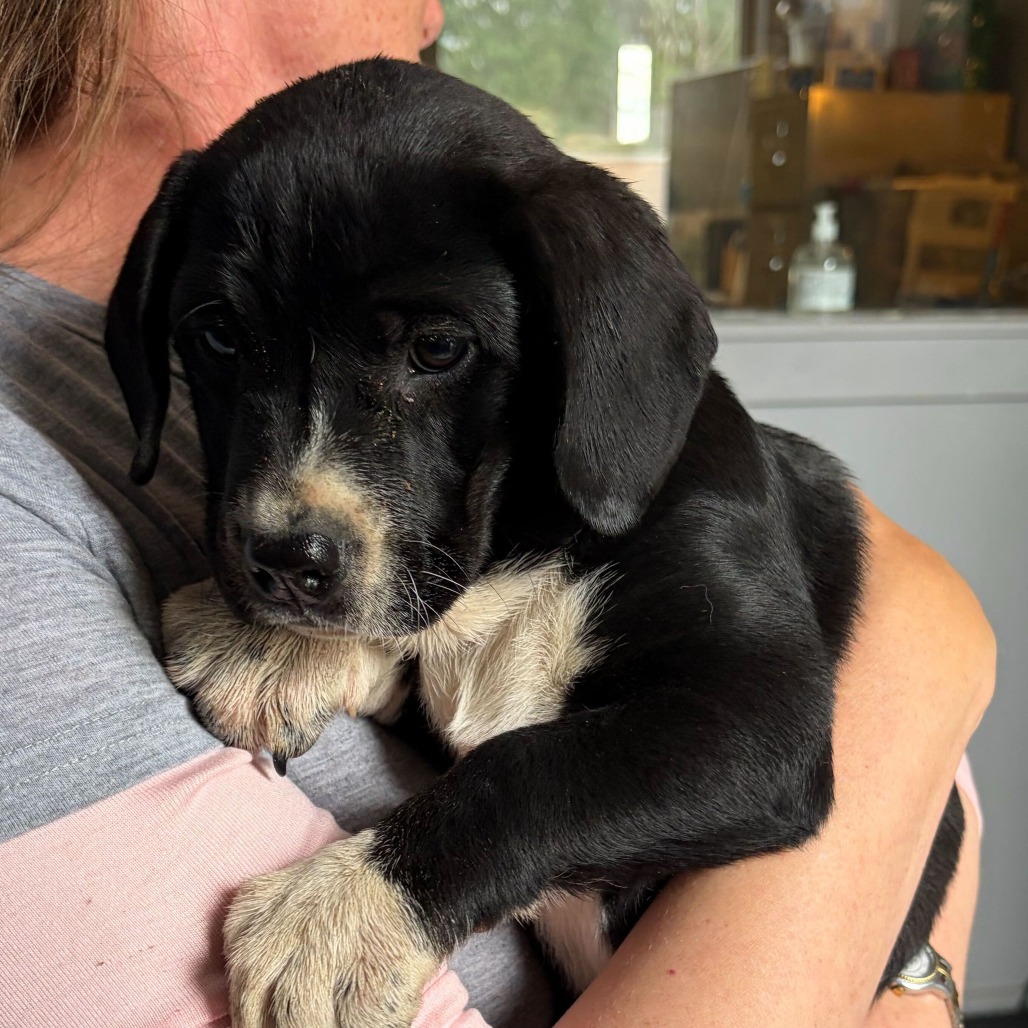 Photo of Buttercup 3