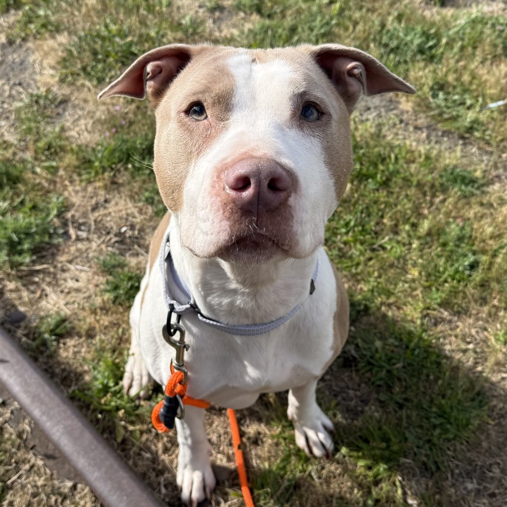 Pit Bull