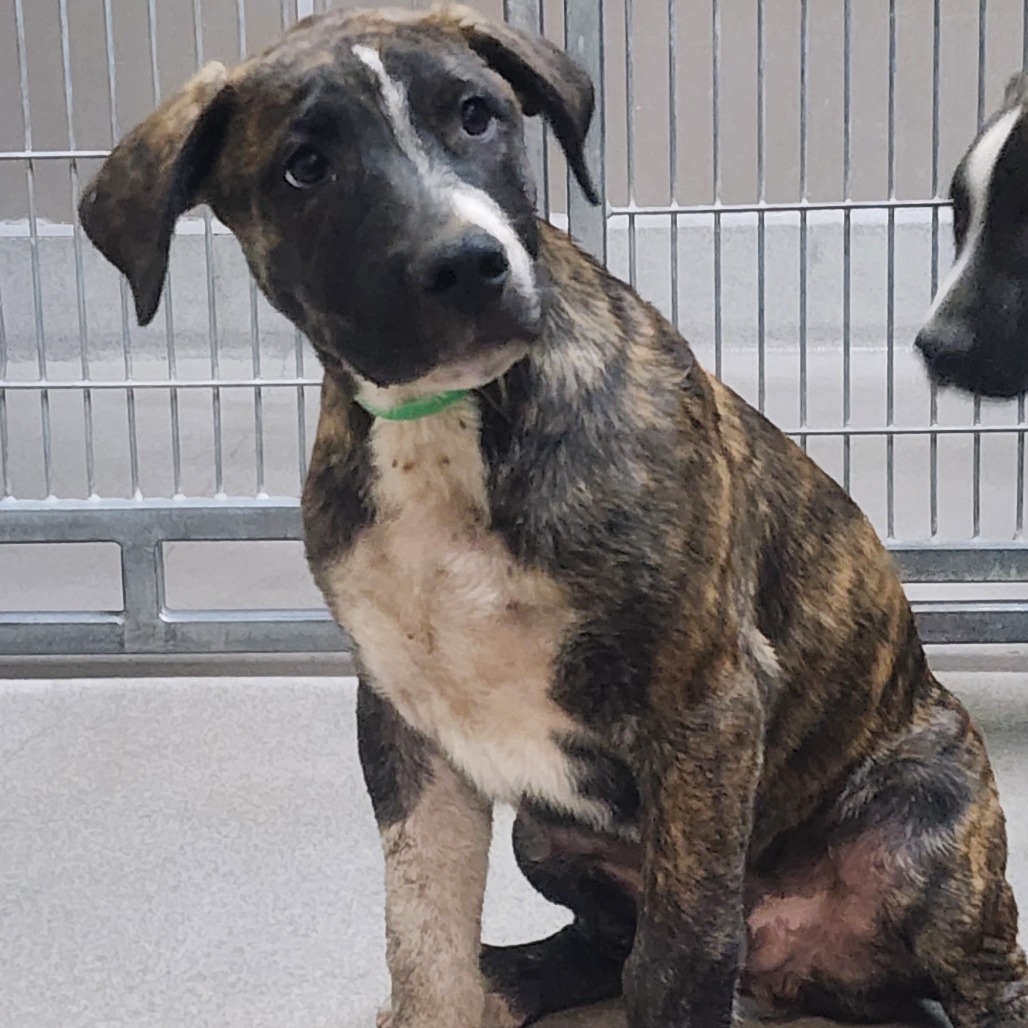 Kennel#32 Green 's preview photo