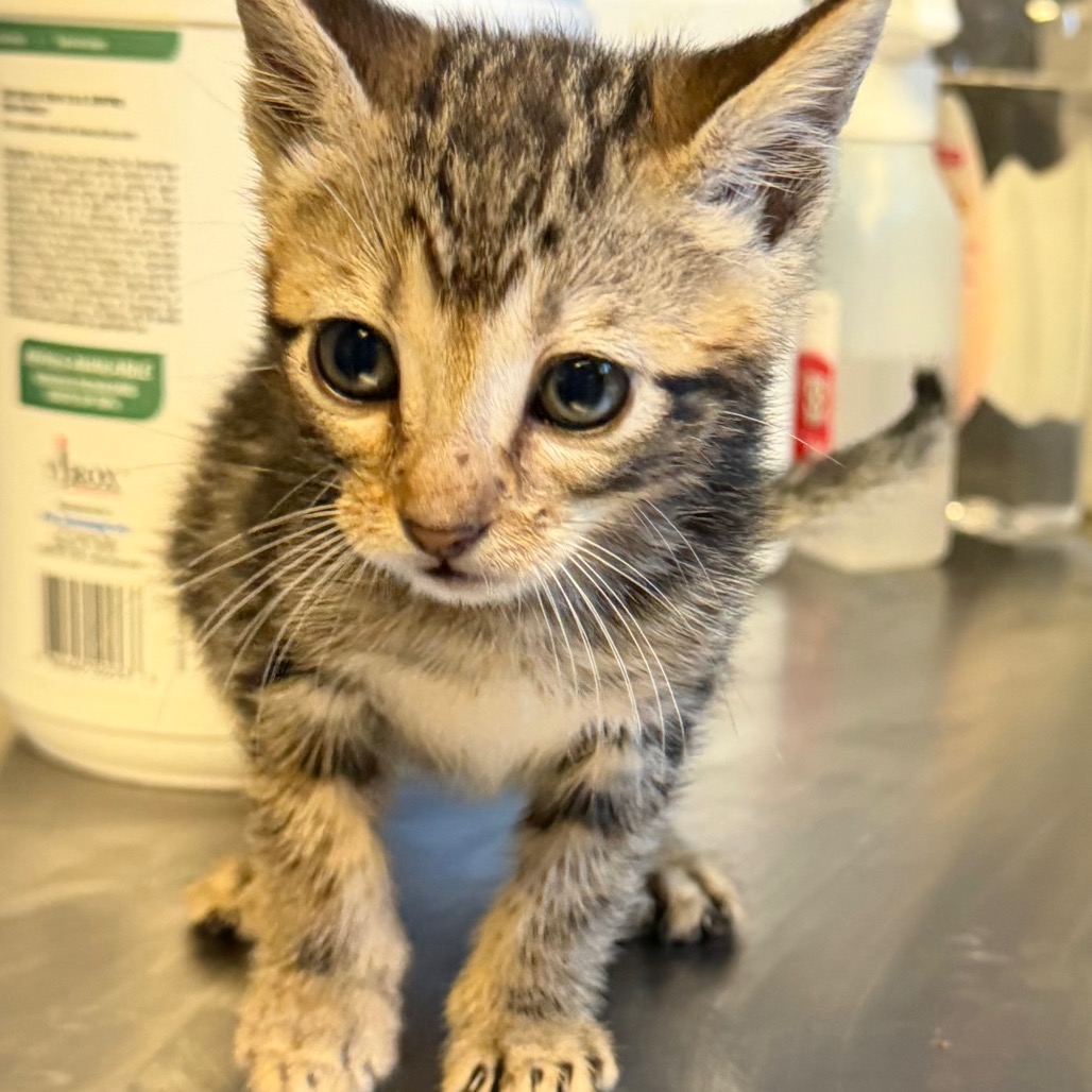 Tusc Stray 84753 2