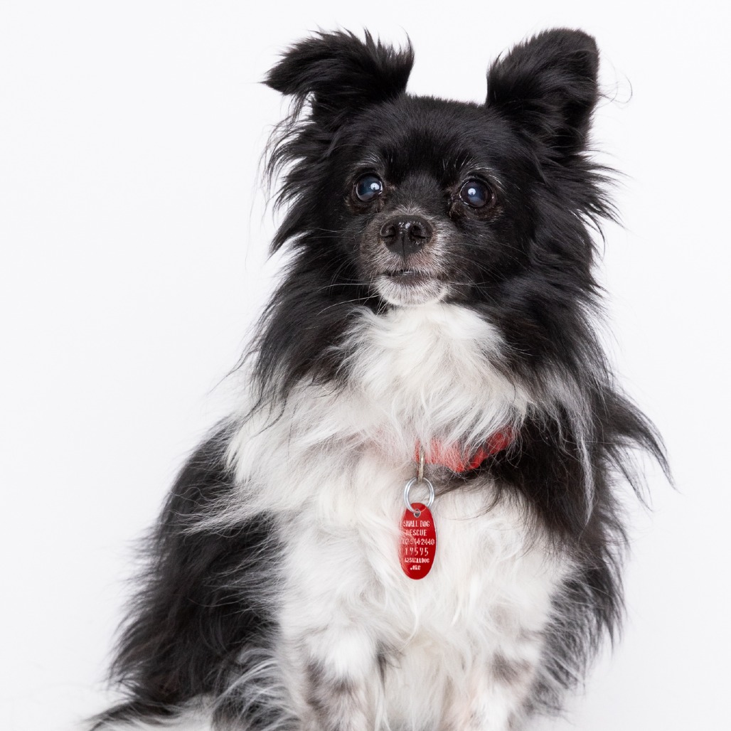 Panda bonded with Fajita