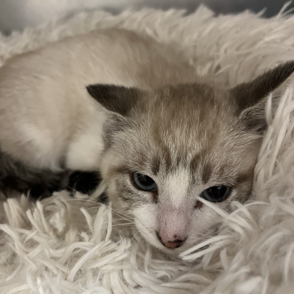 MAZIE - Domestic Shorthair available for adoption