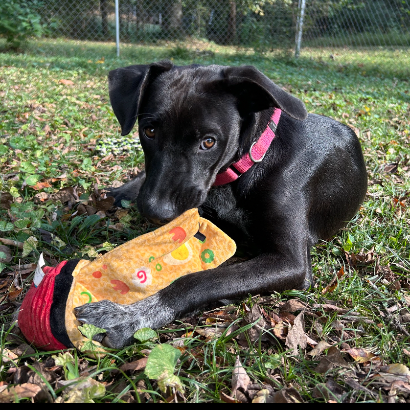 Daisy, photo 4