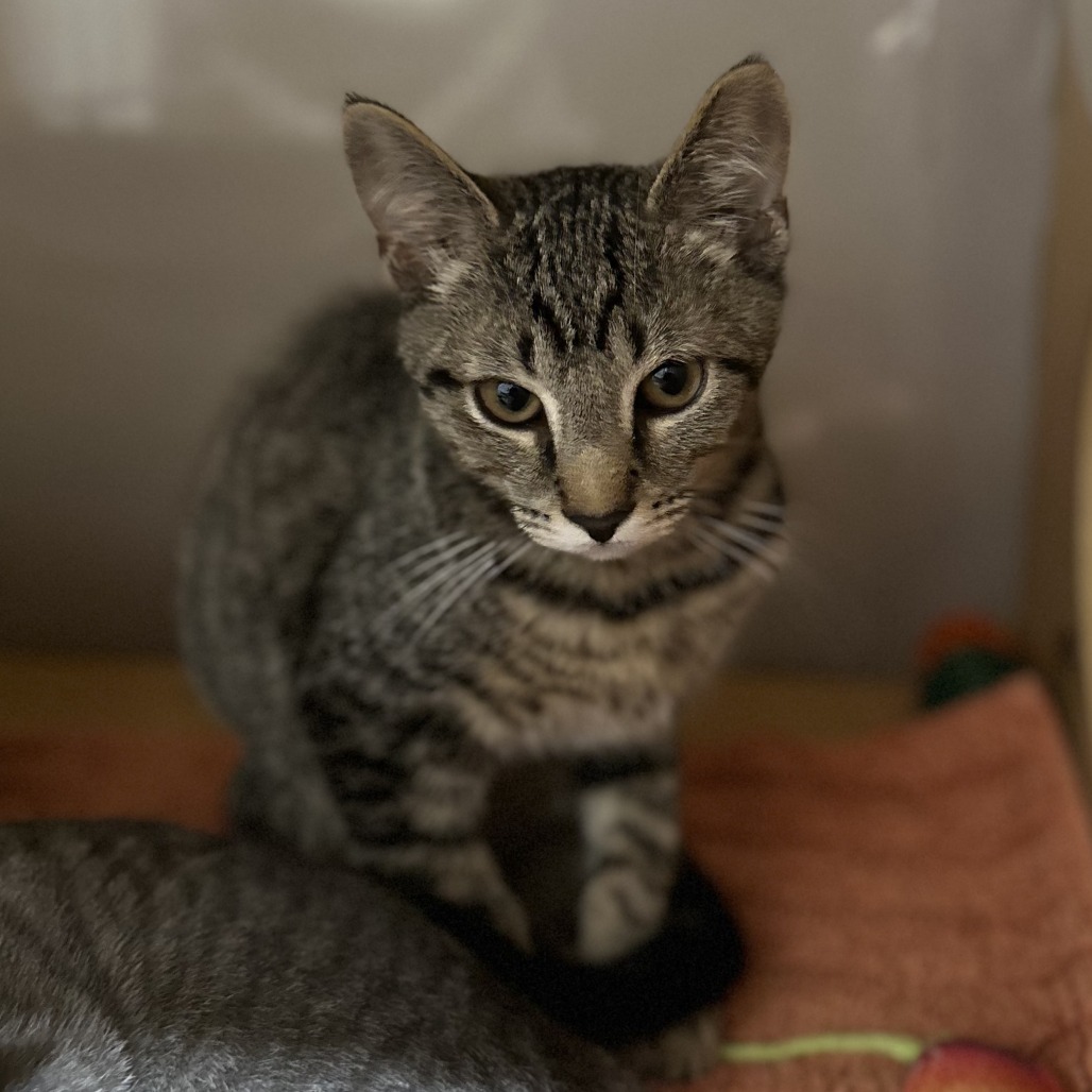GREAT WHITE - Domestic Shorthair available for adoption