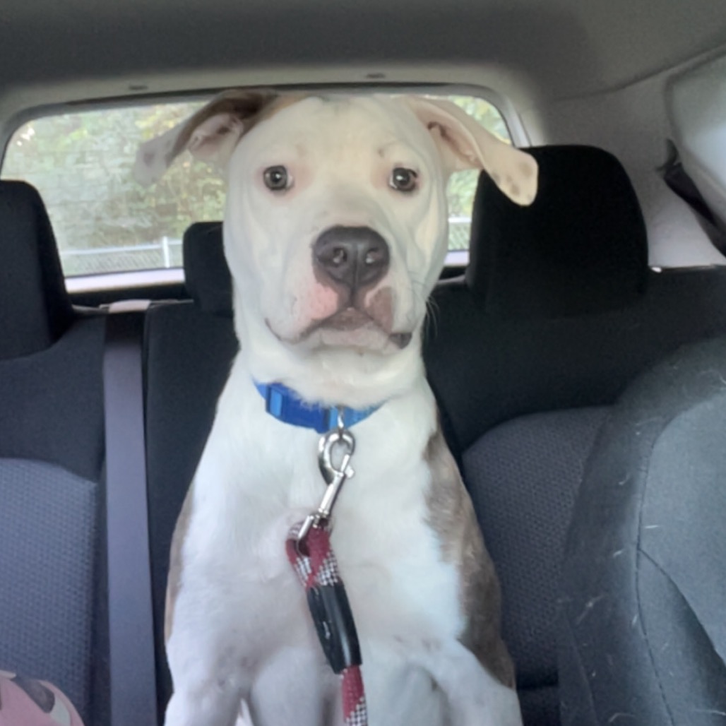 Pit Bull