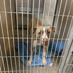 Kennel#26's preview photo