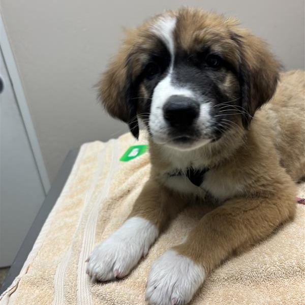 Saint Bernard