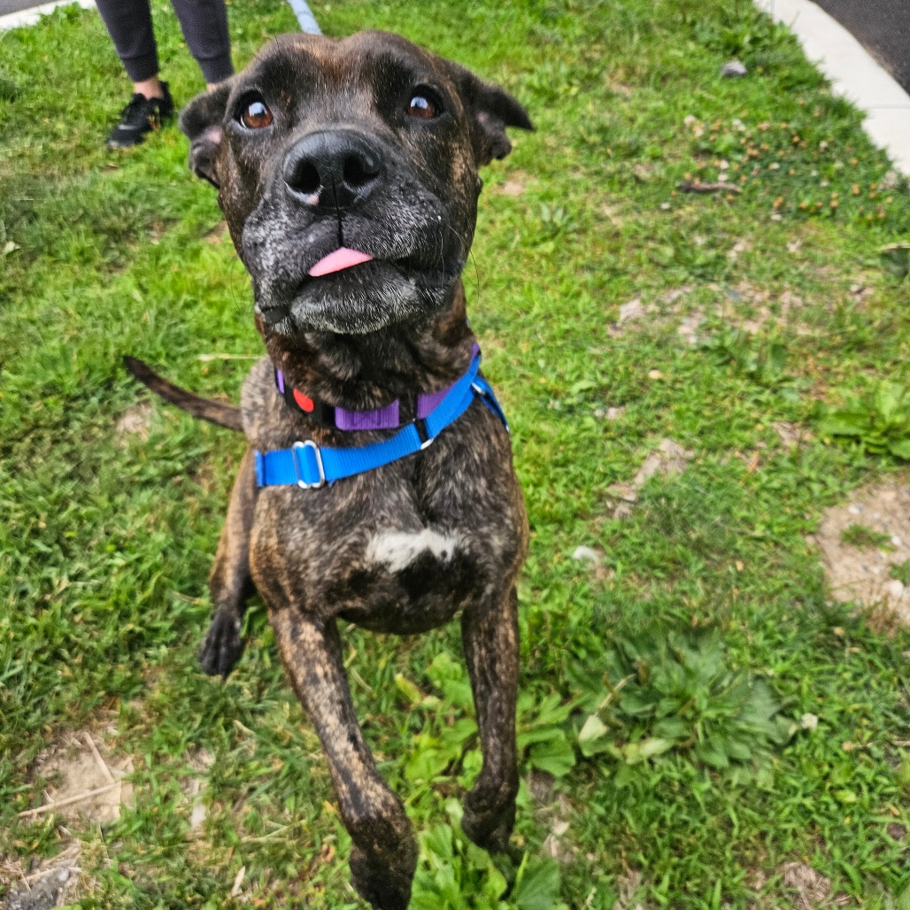Welches, adoptable senior Mixed Breed (Large)
