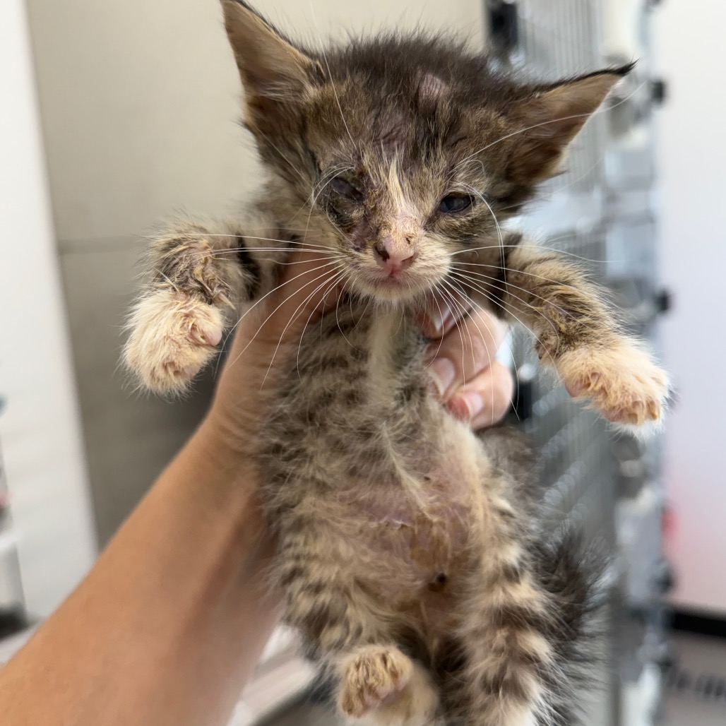 Mavis is available for adoption at Athens Animal Services