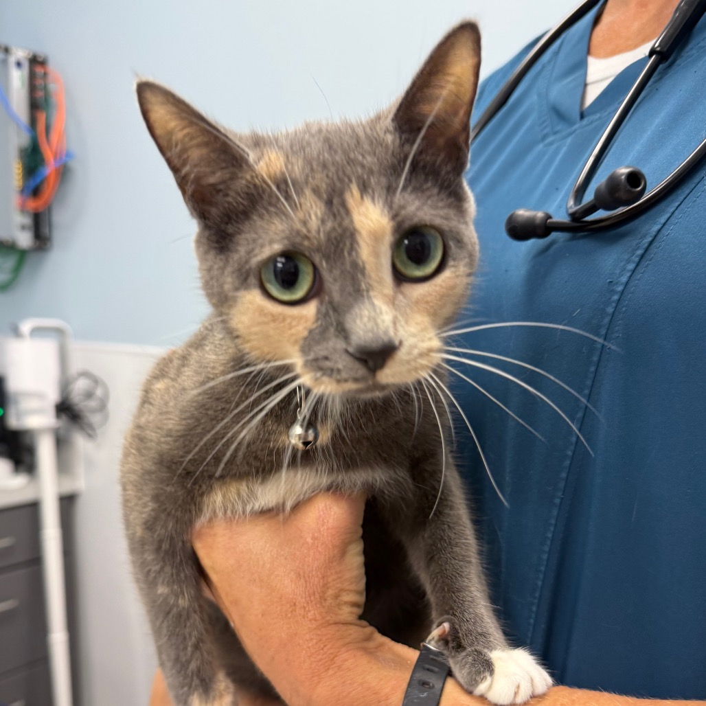 ORCHID - Domestic Shorthair available for adoption