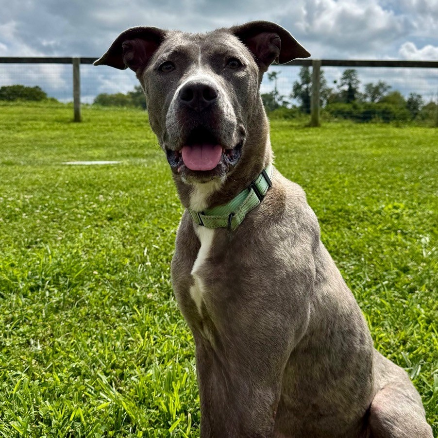 HAZEL - Mixed Breed (Large) available for adoption
