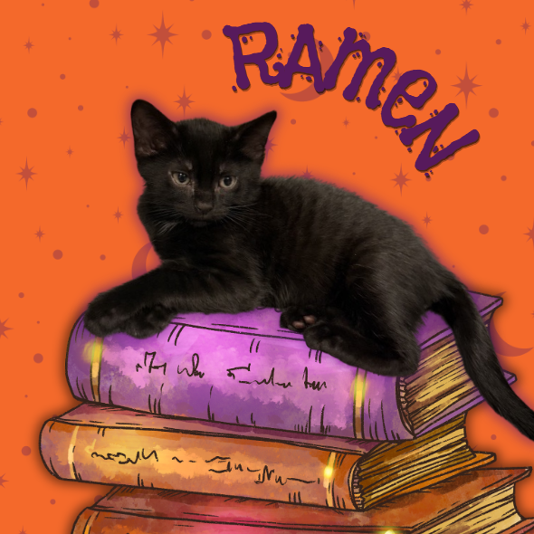 Ramen: Male 2 Domestic Shorthair