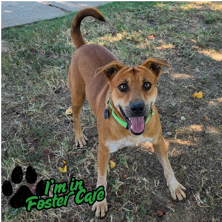 D-Scrappy-Doo