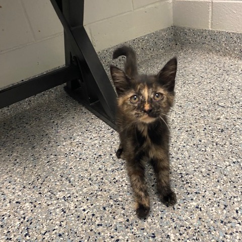 BLOSSOM - Domestic Shorthair available for adoption