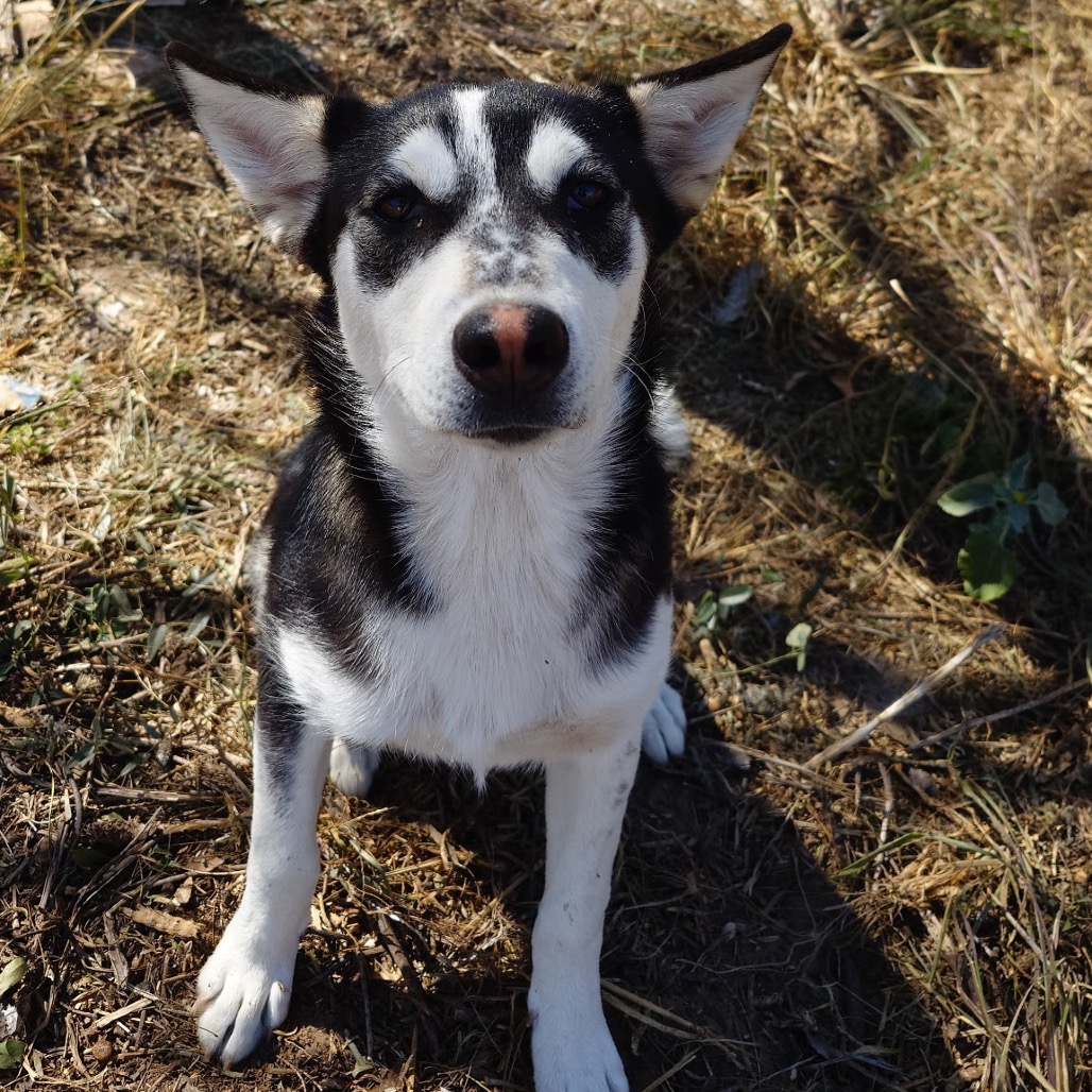 Domino, available for adoption at PVAS