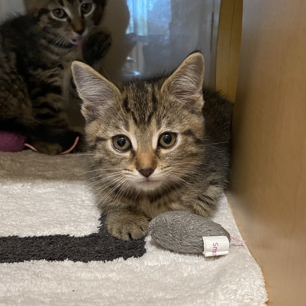 IRIS - Domestic Longhair available for adoption