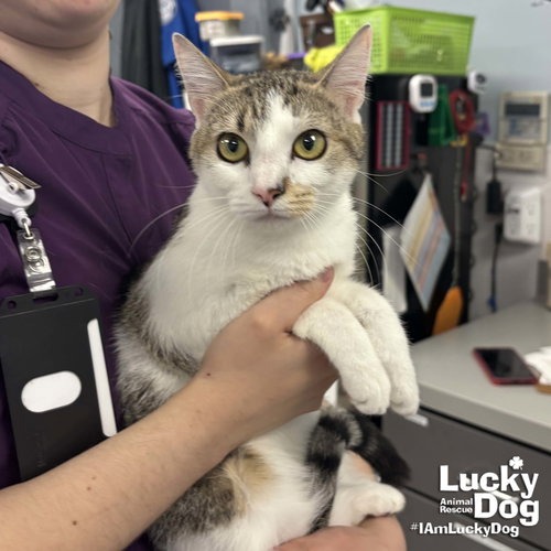 JERSEY - Domestic Shorthair available for adoption